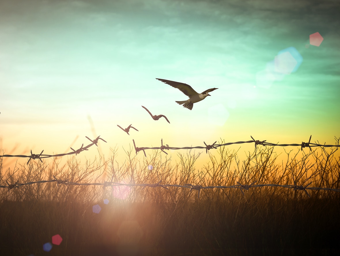 Silhouette of bird flying